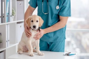 Veterinary